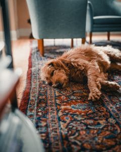 Dog resting on a patterned rug in a living room